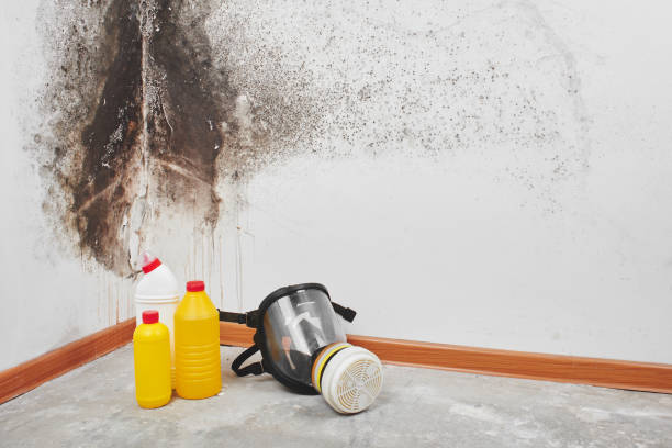 Best Mold Remediation Experts  in Fobes Hill, WA