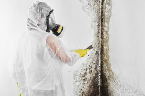 Best Home Mold Removal  in Fobes Hill, WA