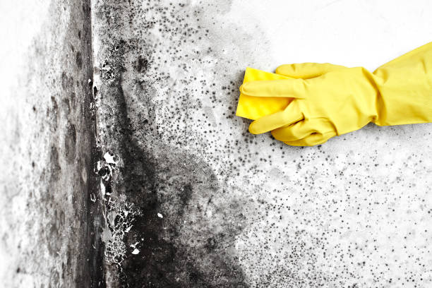Best Toxic Mold Removal  in Fobes Hill, WA