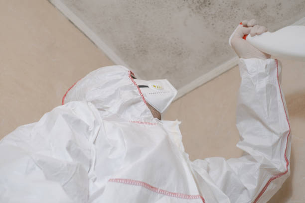 Office Mold Removal Services in Fobes Hill, WA