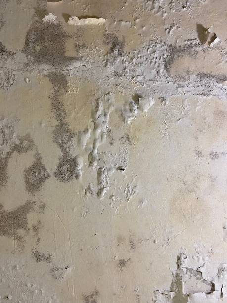 Best Mold Cleaning Services  in Fobes Hill, WA