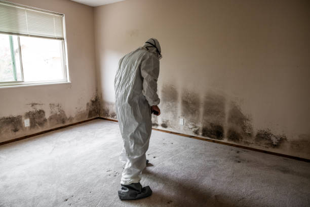 Best Office Mold Removal Services  in Fobes Hill, WA