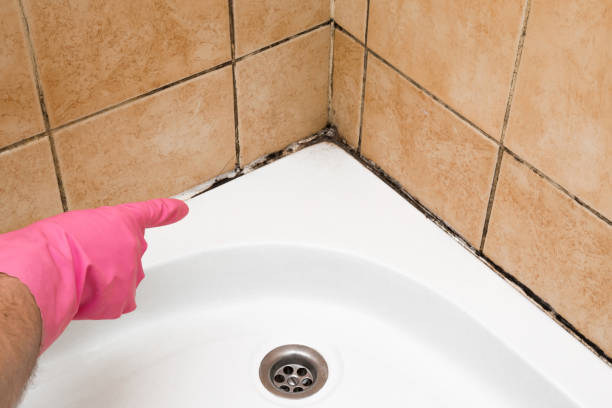 Best Best Mold Removal Companies  in Fobes Hill, WA